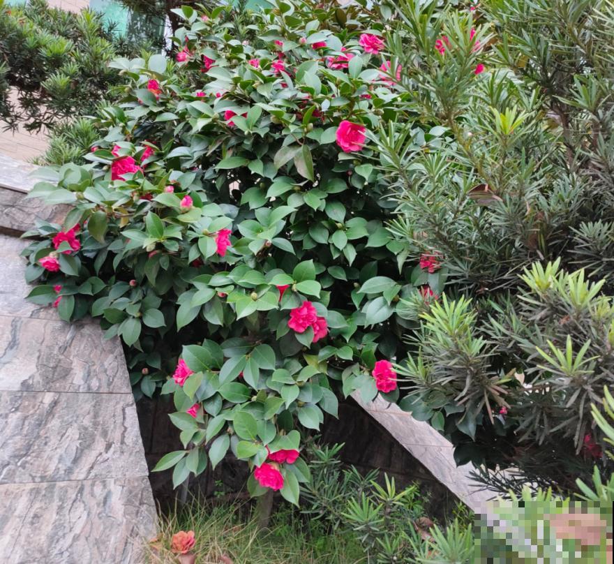 难养活的8种花，在家里养不好，扔门口反而呼呼开花