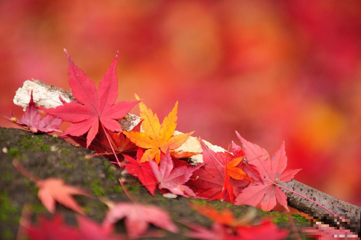 枫叶代表什么象征意义？