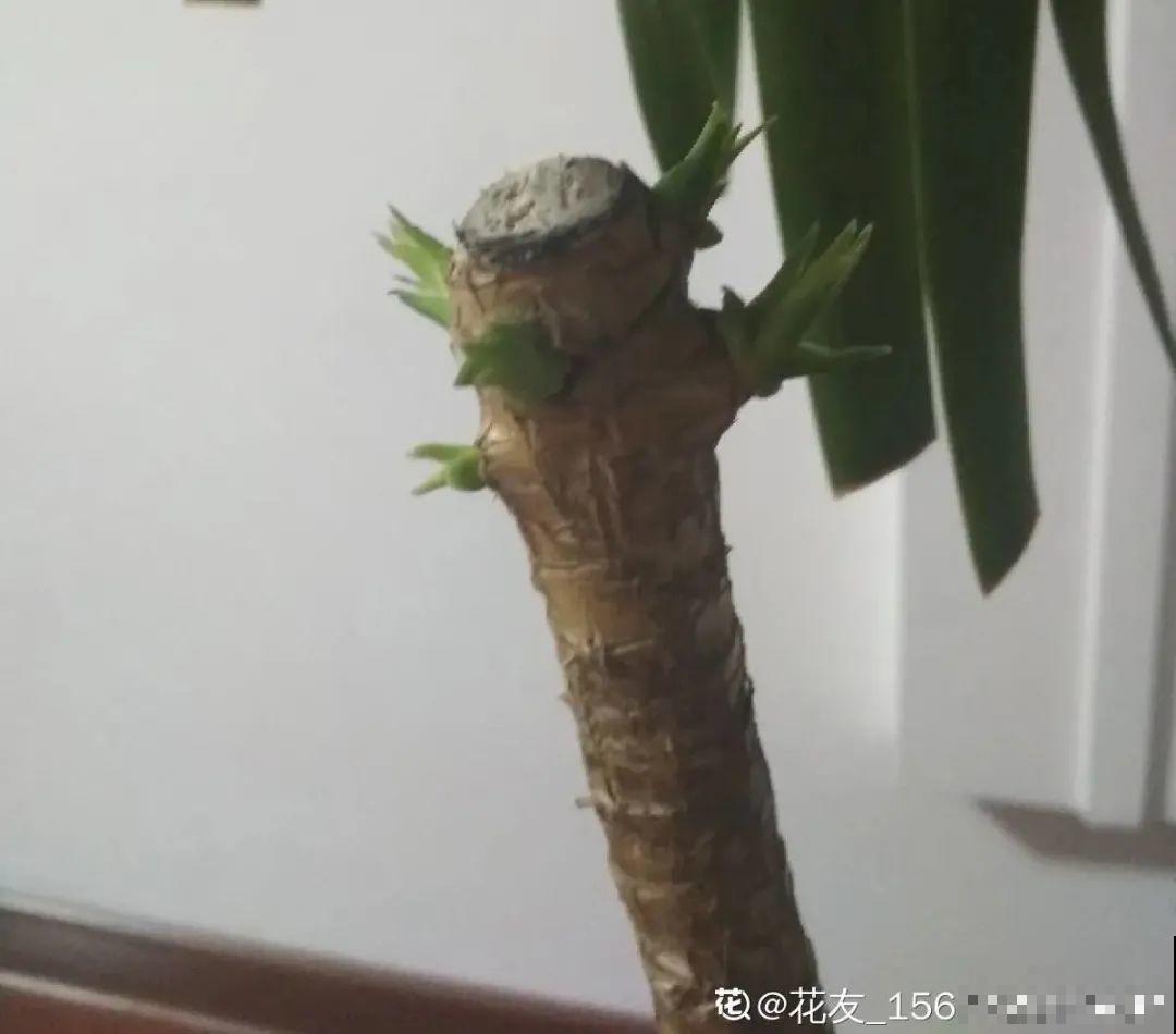 6种花夏天难养，贴土面砍一刀，新芽呼呼冒