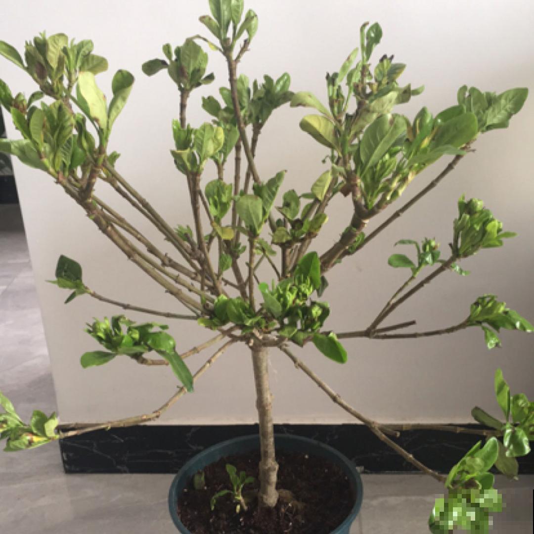 养花“黑名单”实在太难养，心累