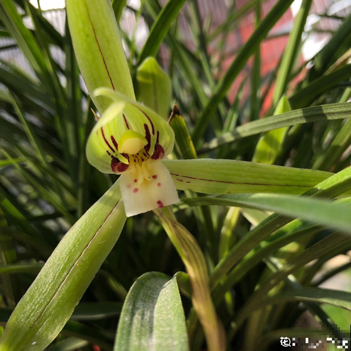 你养的未必是兰花，种类多差别细，国兰种类大科普