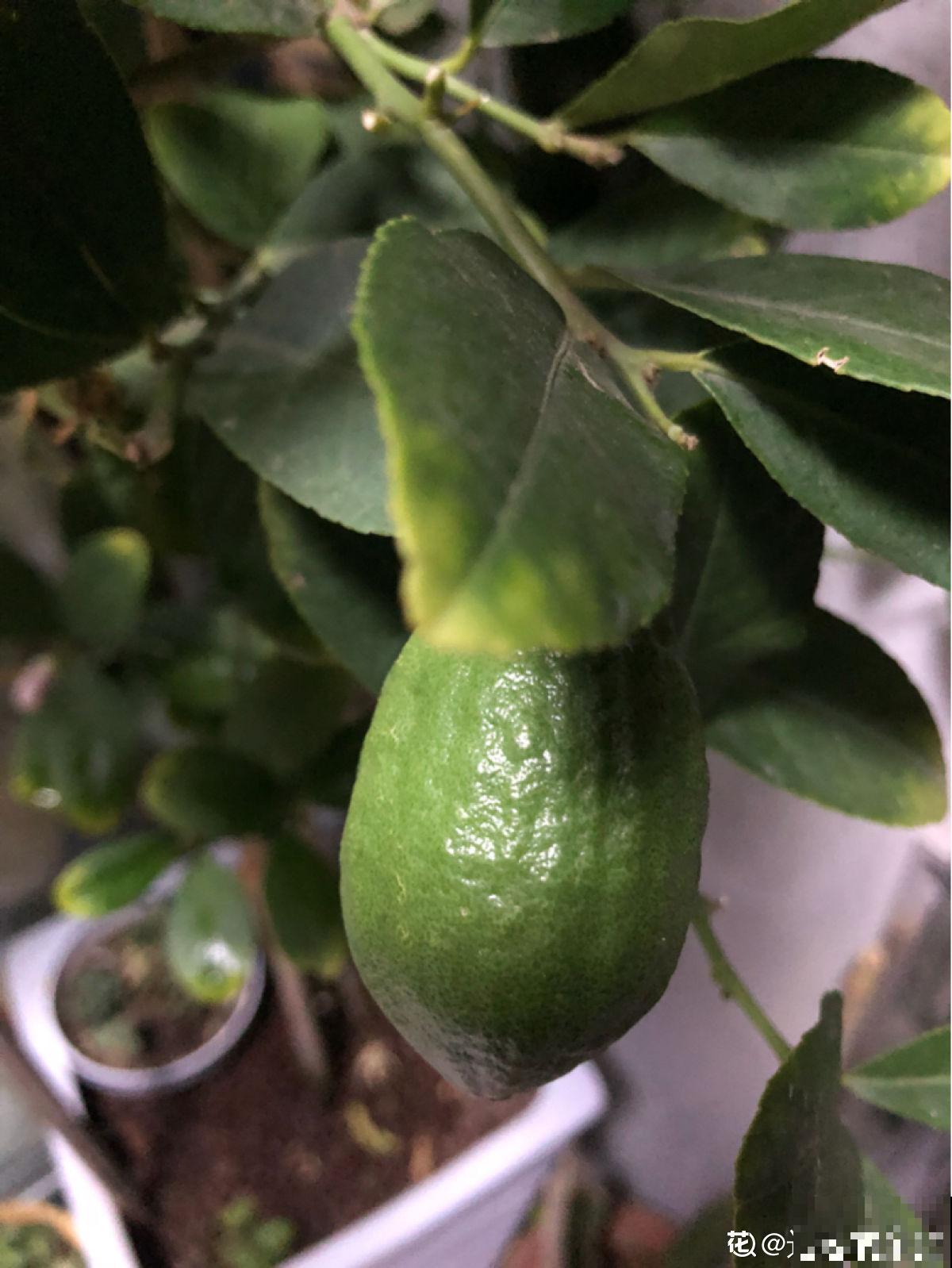 只需4步,在家收获柠檬,让邻居羡慕成“柠檬精” 只需4步,在家收获柠檬,让邻居羡慕成“柠檬精”