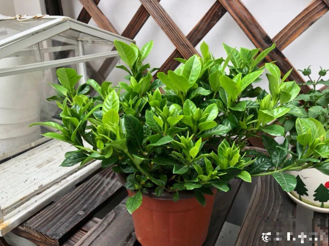 10种花并不是一次性,掌握养护要点,还能复花 10种花并不是一次性,掌握养护要点,还能复花