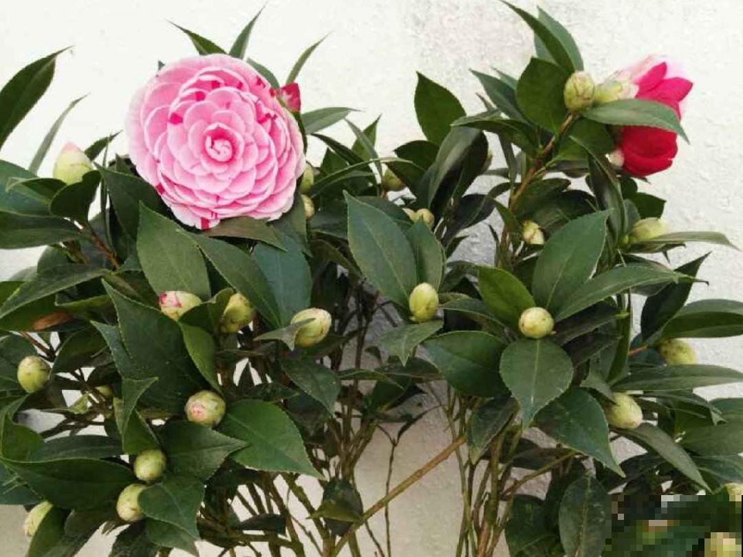 8月后，6种花别修剪，小心以后不开花