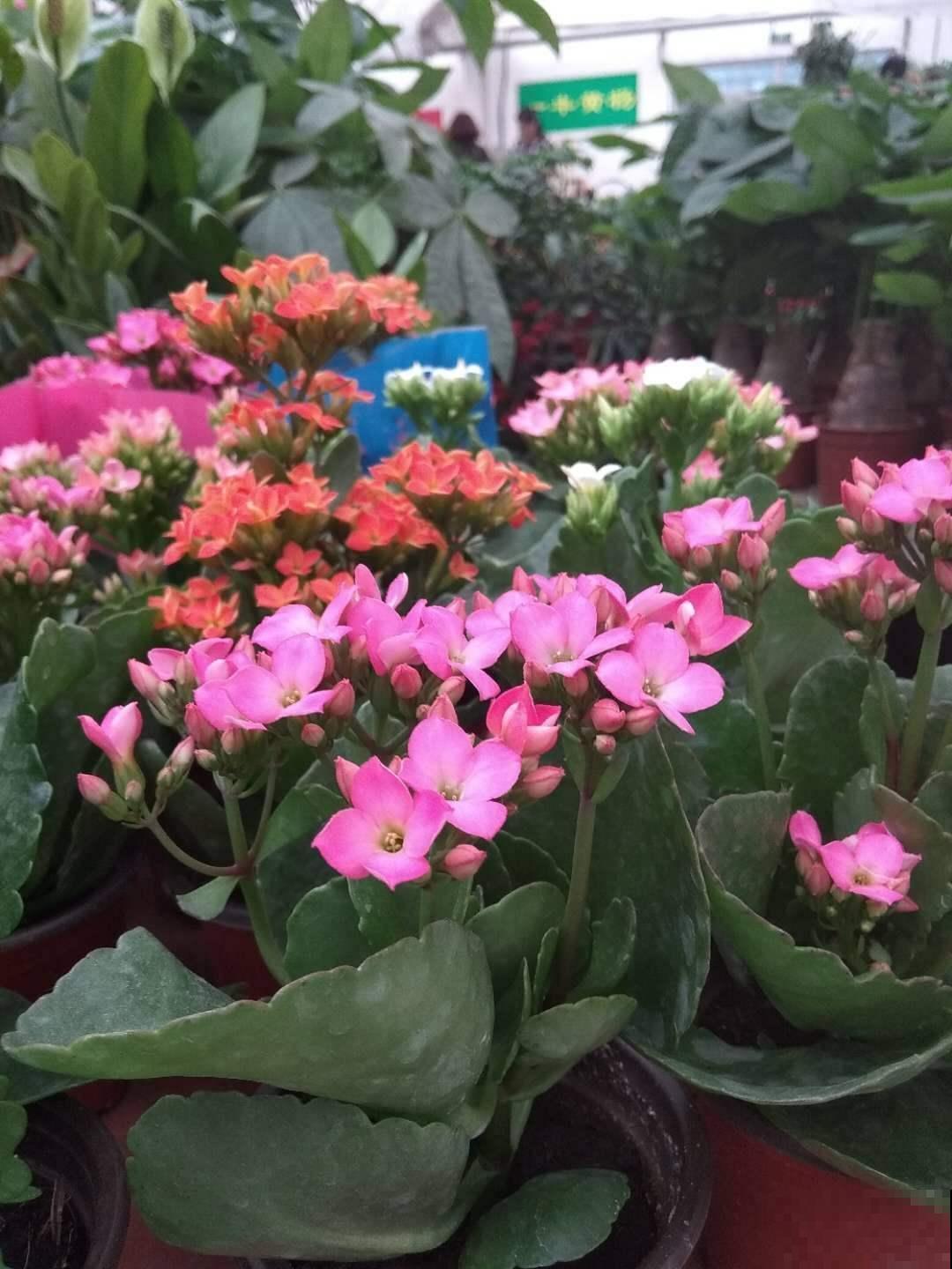 长寿花养护方法，这6点要注意，安稳度夏接着开花