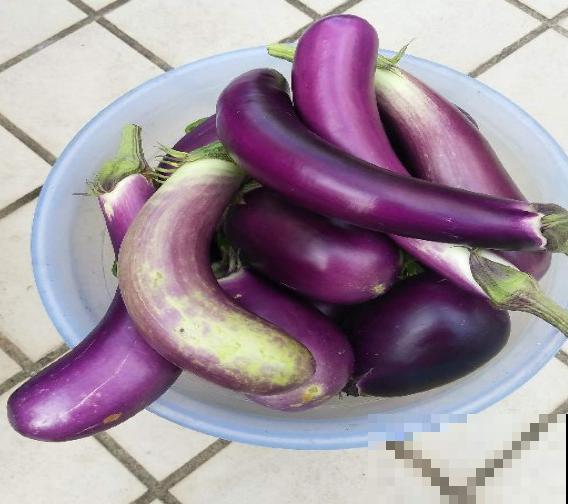 万能的淘米水，一滴都不要剩下，7种小妙招让你物尽其用