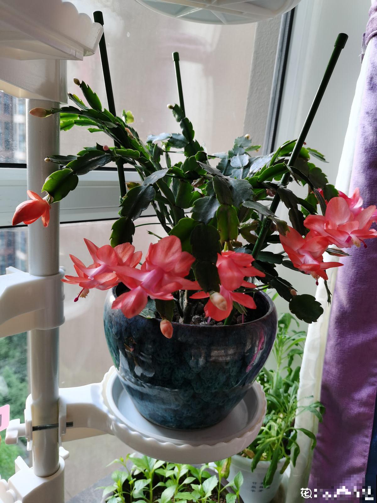 3种花马上要醒了,抓住时机养护,秋天呼呼冒新芽 3种花马上要醒了,抓住时机养护,秋天呼呼冒新芽