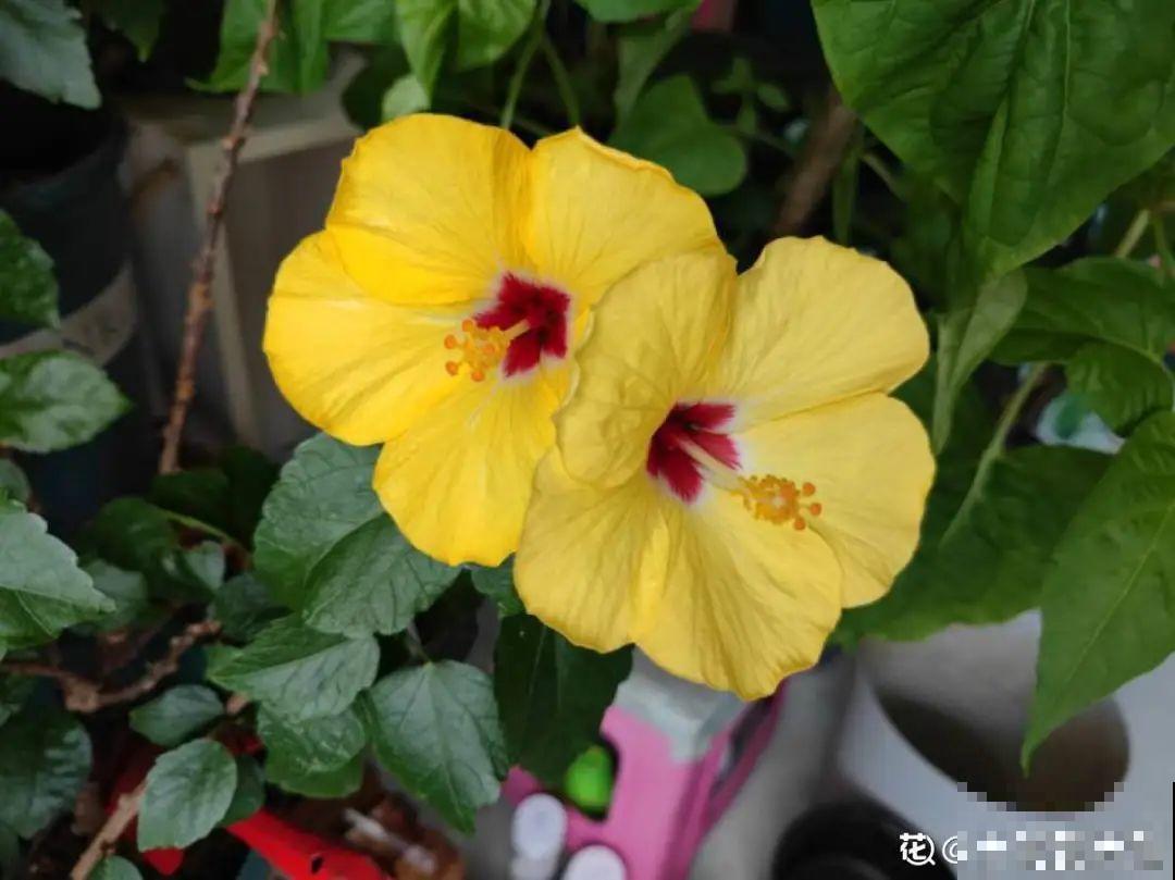 9个开花劳模，施肥不能停，不然越养越差劲