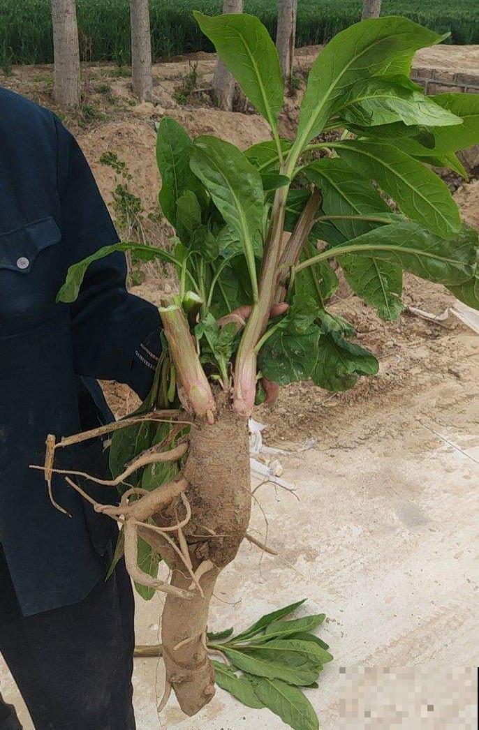 家门口长出这10种草,赶紧拔掉,不然会惹麻烦 家门口长出这10种草,赶紧拔掉,不然会惹麻烦