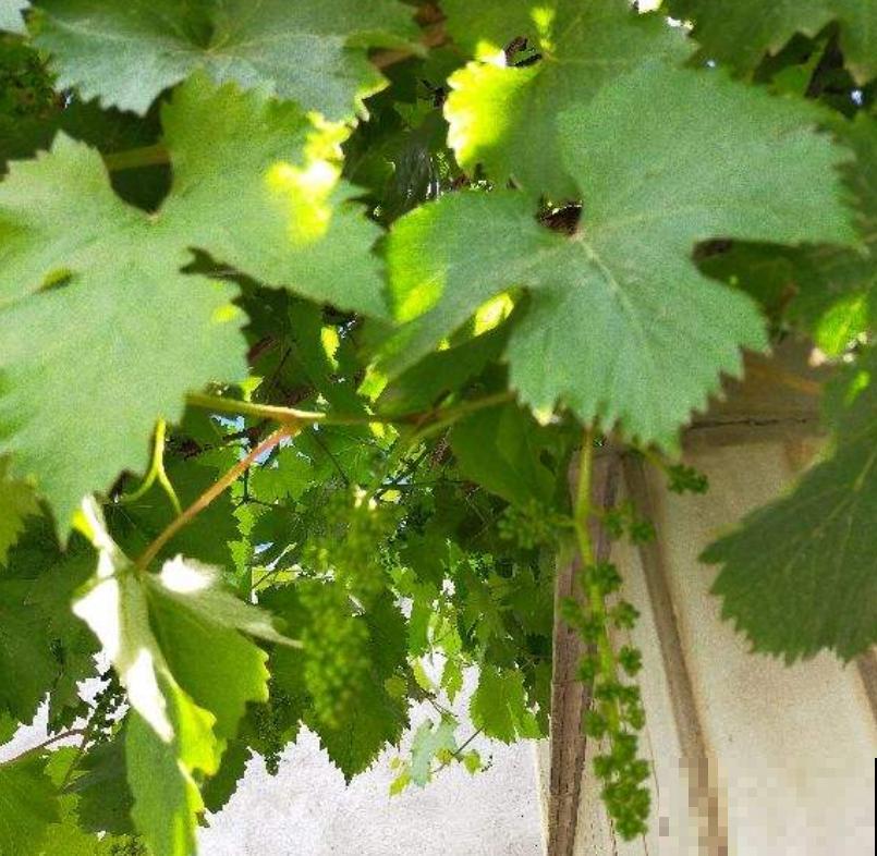 4种花容易“缺铁”，黄叶子、长不大，越养越差劲