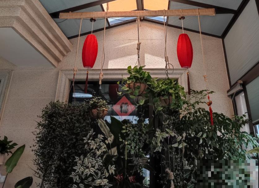 天气太热不好生长，4种害怕强光的植株，看看有你养的吗