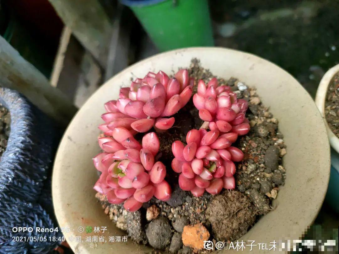 4种色系多肉,每一款都超有品位,你喜欢哪种? 4种色系多肉,每一款都超有品位,你喜欢哪种?