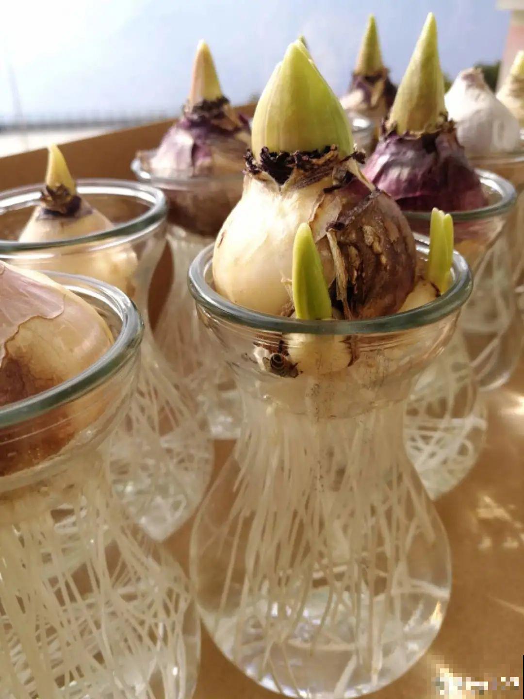 土里种个“洋葱球”,开出美艳花,香味飘满屋 土里种个“洋葱球”,开出美艳花,香味飘满屋