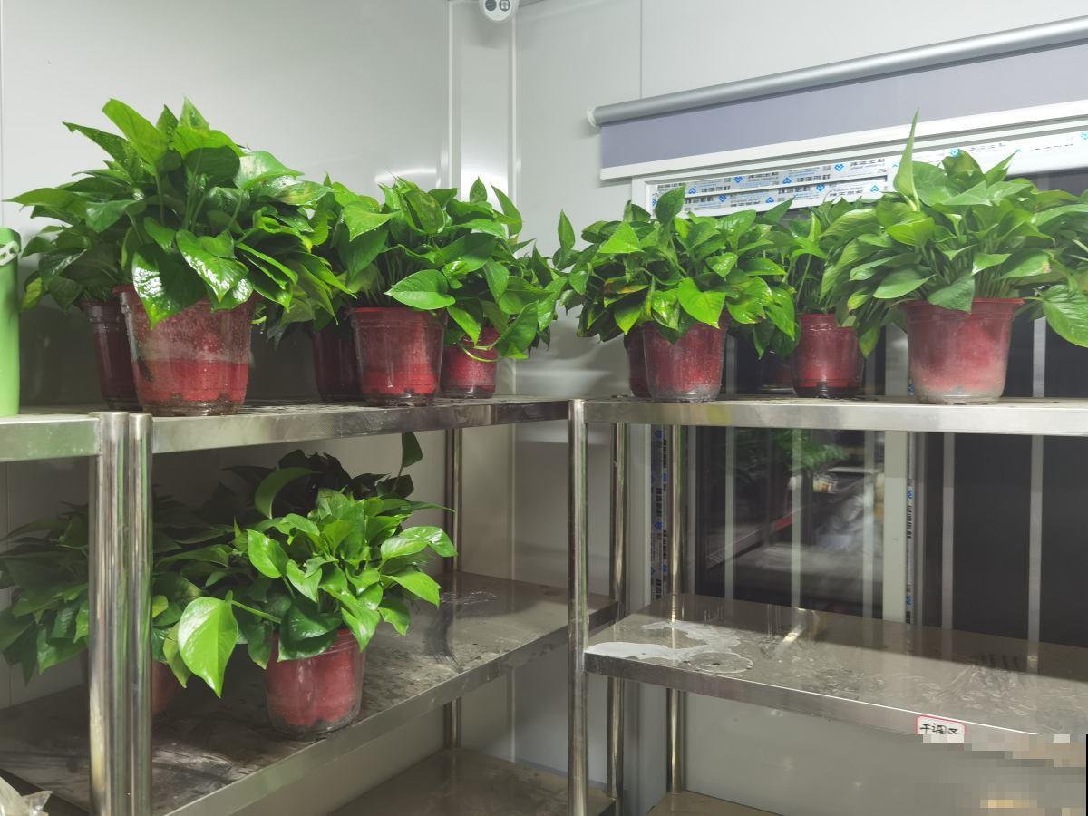 夏天在家养水培花，清清凉凉过夏天，养护超简单