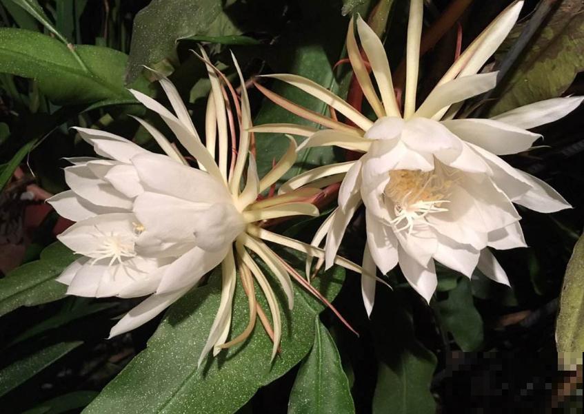 4个方面入手，教你如何养出爆盆昙花，快进来学习一下