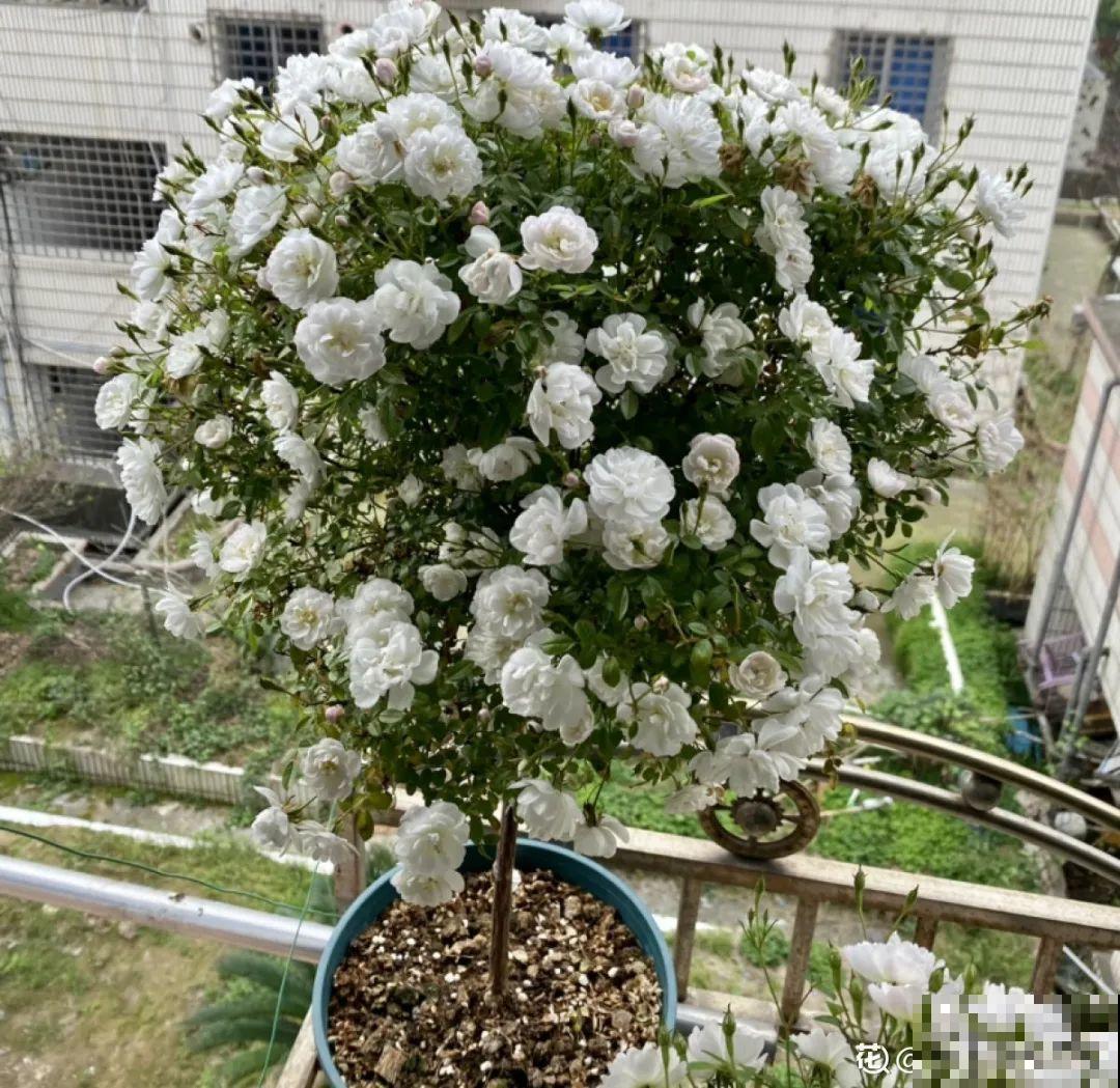 养了30年的玉树,扦插开出9色花,快来沾沾喜气 养了30年的玉树,扦插开出9色花,快来沾沾喜气