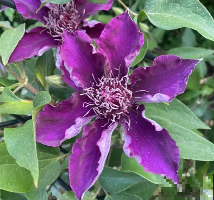 养花入了这仨“坑”,感觉越来越“穷”,你入了哪个坑? 养花入了这仨“坑”,感觉越来越“穷”,你入了哪个坑?