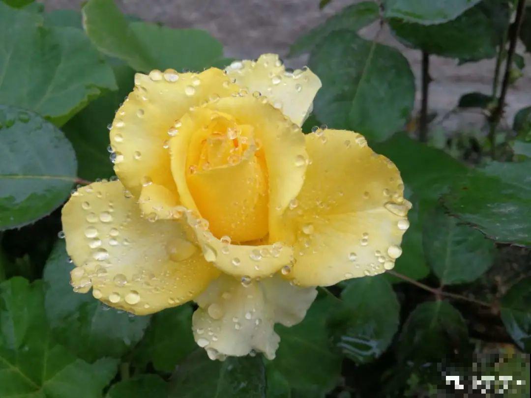 9种花，天热也要施肥，否则活不长，越养越差劲