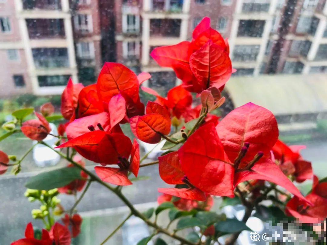 6种花耐高温，夏天也能养开花