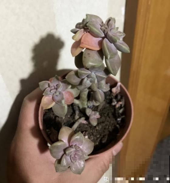 赶紧看看你家多肉，5步养护，大暑安全度过