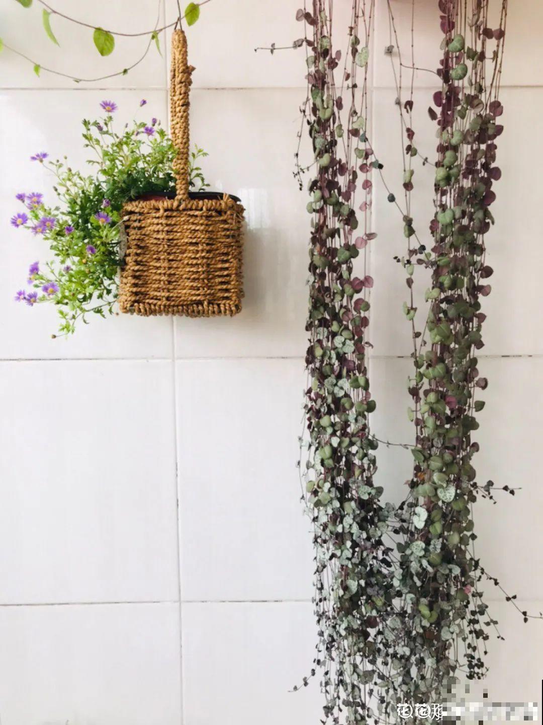 15种花,养在家里有气质,好养又健康 15种花,养在家里有气质,好养又健康