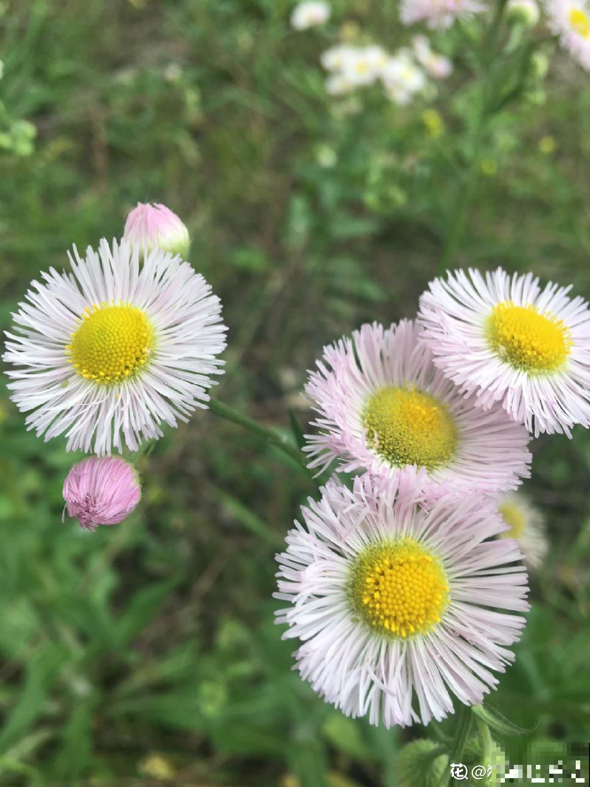 4种生物入侵植物，还是别养了，泛滥了容易惹麻烦