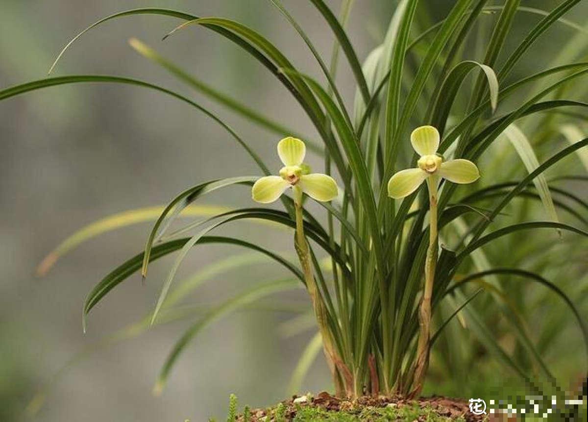 你养的未必是兰花，种类多差别细，国兰种类大科普