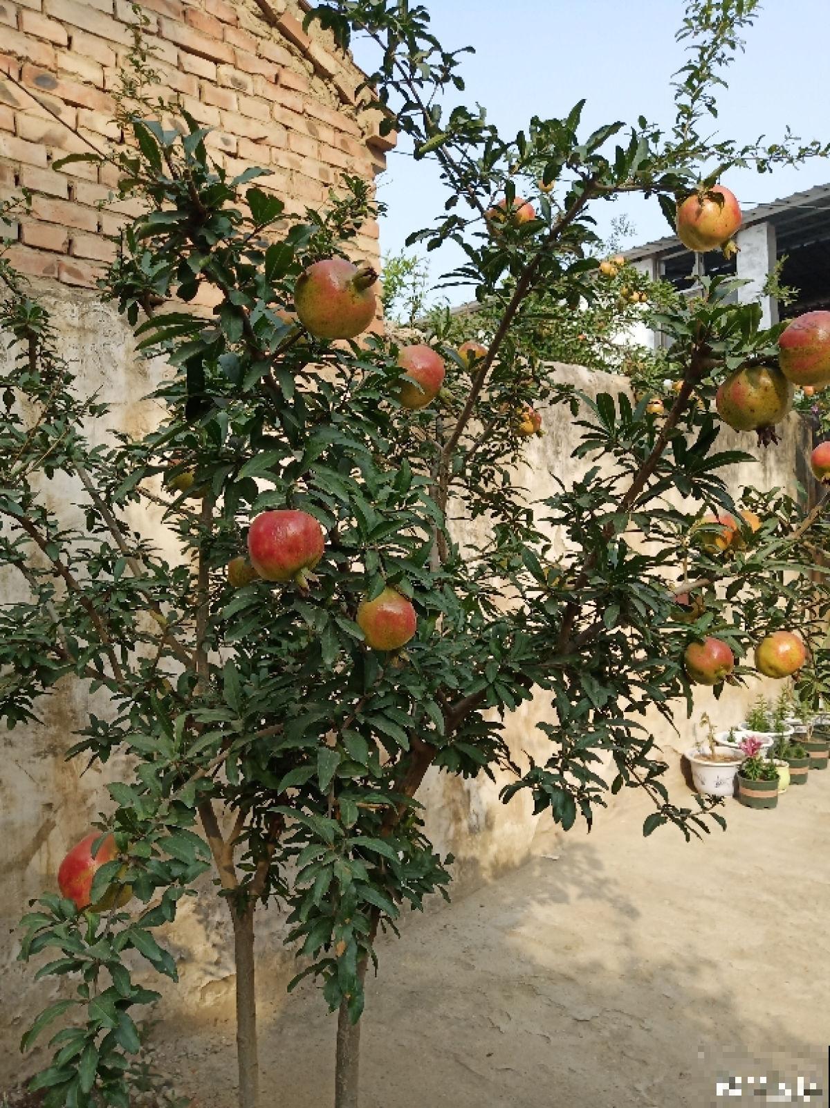 一棵石榴树，只需6步养护，就能边赏花边吃果