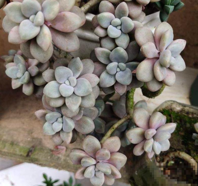 夏天不适合大量购买多肉,但这3种物件,缺一不可 夏天不适合大量购买多肉,但这3种物件,缺一不可