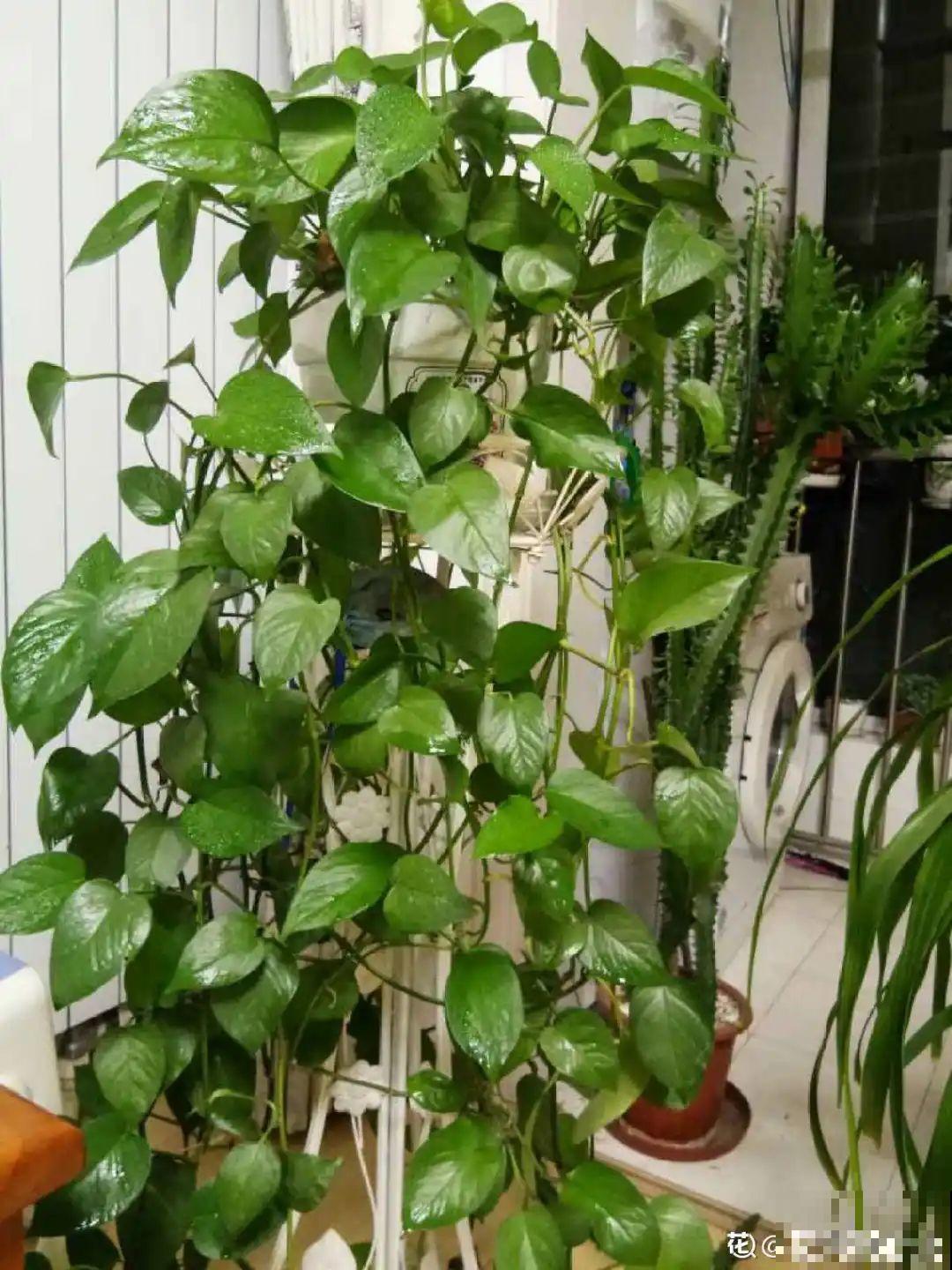 屋里养了“窗帘花”，遮阴效果好，屋里温度嗖嗖降