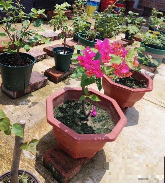 5种植物，年纪越大的人养得越好，太年轻养不好