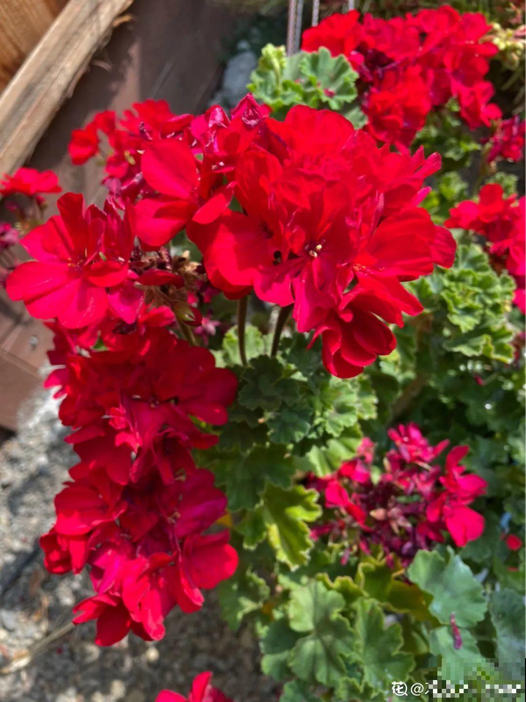 10种花开完不要剪，等20天之后，1盆变多盆