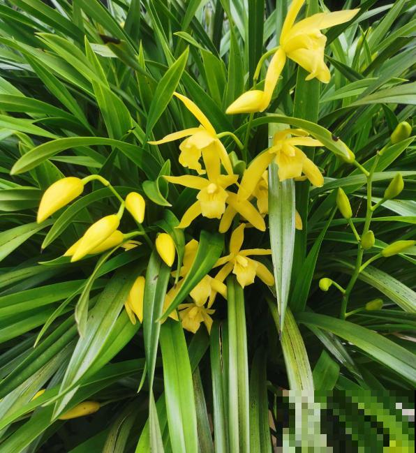 养花用点“酸酸水”,花长得特旺,叶子绿得直滴油 养花用点“酸酸水”,花长得特旺,叶子绿得直滴油