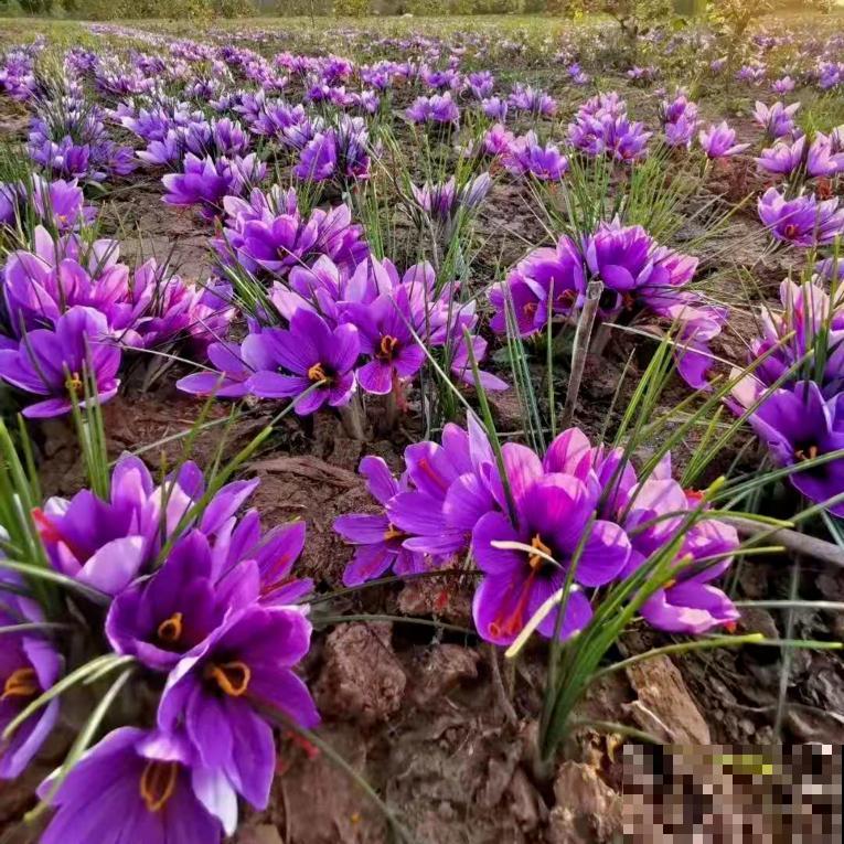 上千块一斤的花,名贵得很,自己在家也能种 上千块一斤的花,名贵得很,自己在家也能种