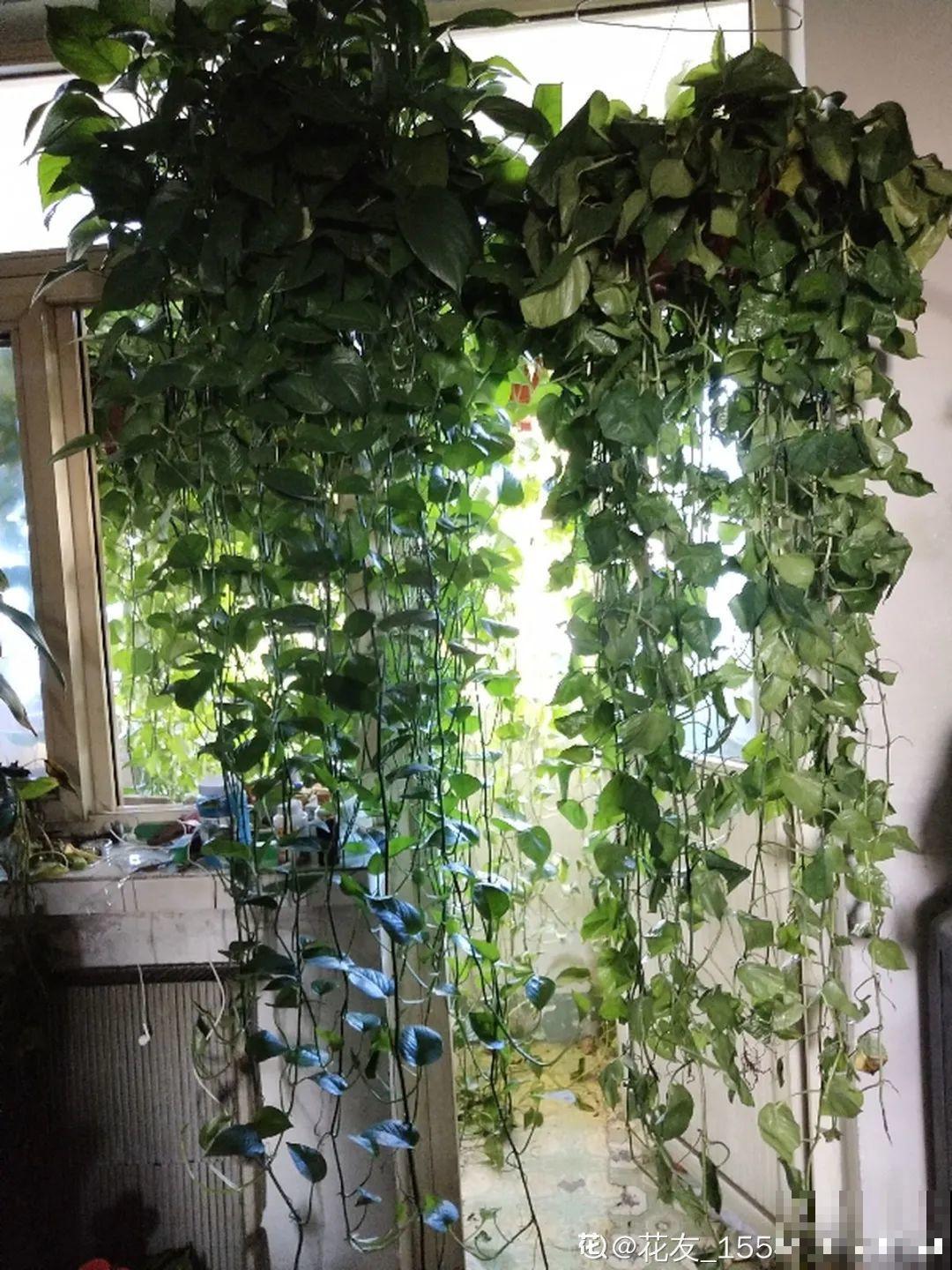 屋里养了“窗帘花”，遮阴效果好，屋里温度嗖嗖降