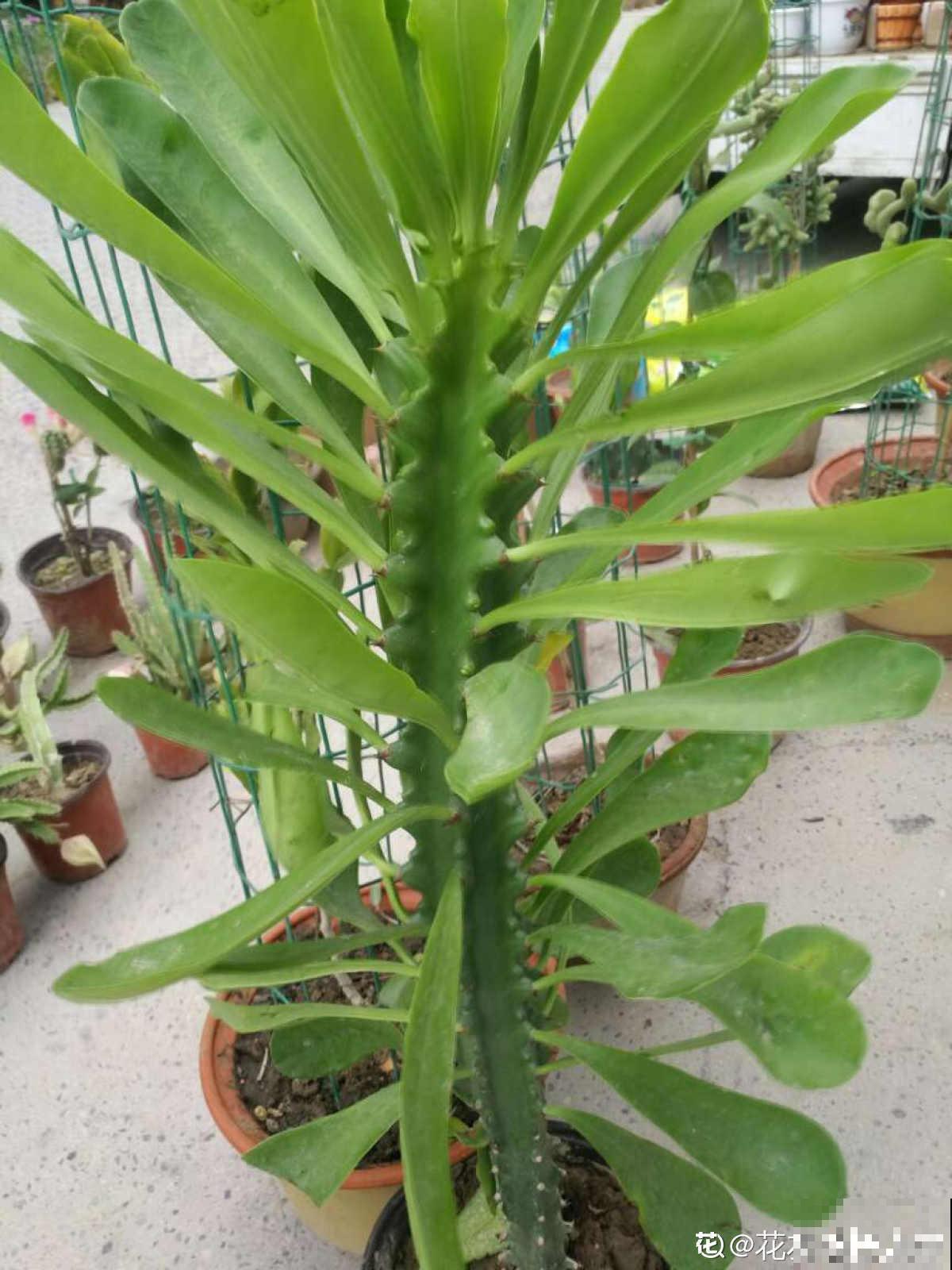 3种花长的跟“三胞胎”似的,还有“守家”的说法,适合居家养护 3种花长的跟“三胞胎”似的,还有“守家”的说法,适合居家养护