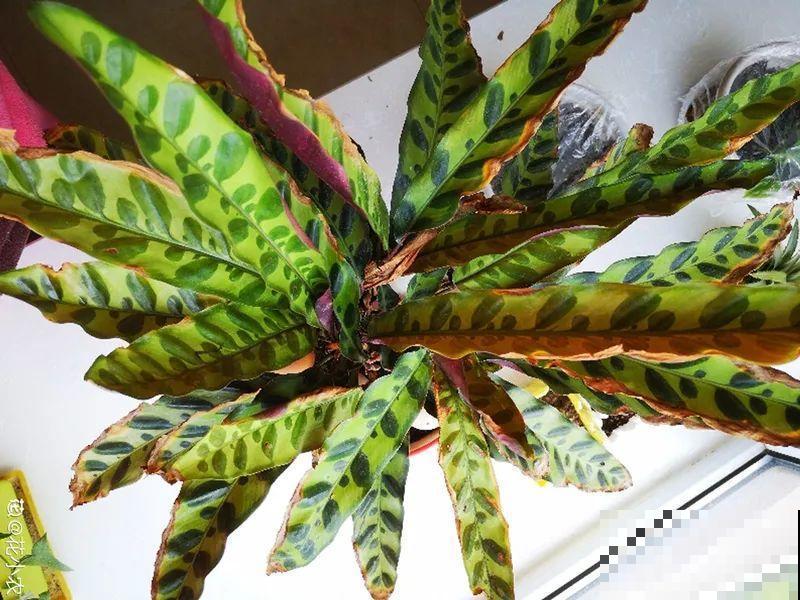 10种花，一天不见水就萎缩，狂补水就对了！