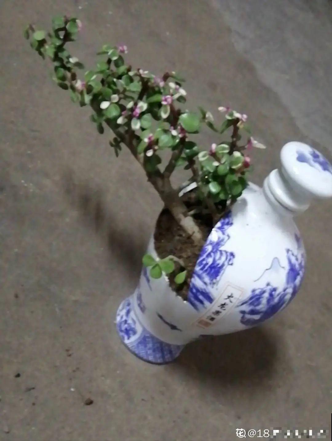 酒瓶子别扔，拿来种多肉，时髦又省钱