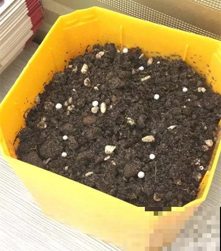 8种花，越热越扦插，大白根呼呼冒