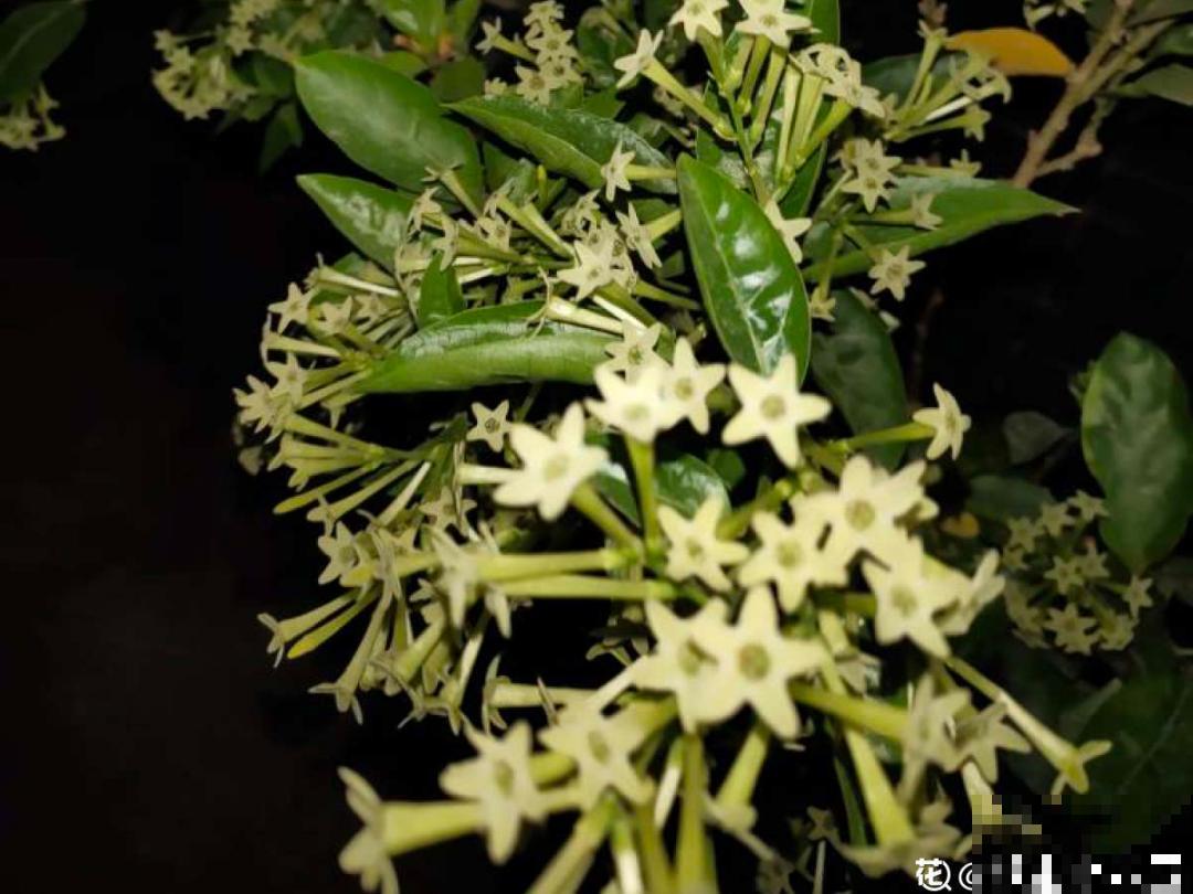 10种“脏脏”花，爱干净的人别养，会招虫子