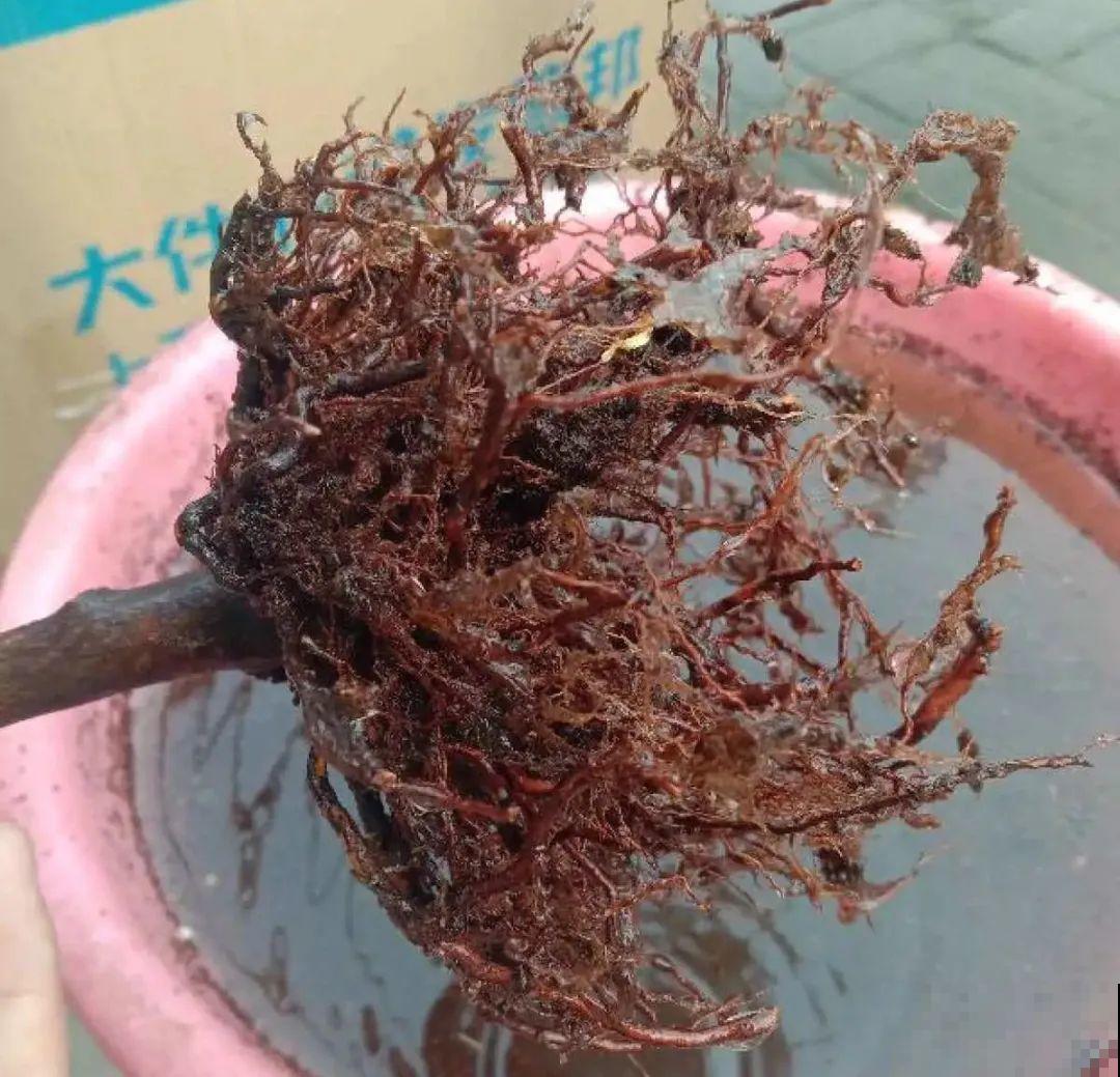 警惕秋老虎，别让你的花，度过夏天，却死在秋天