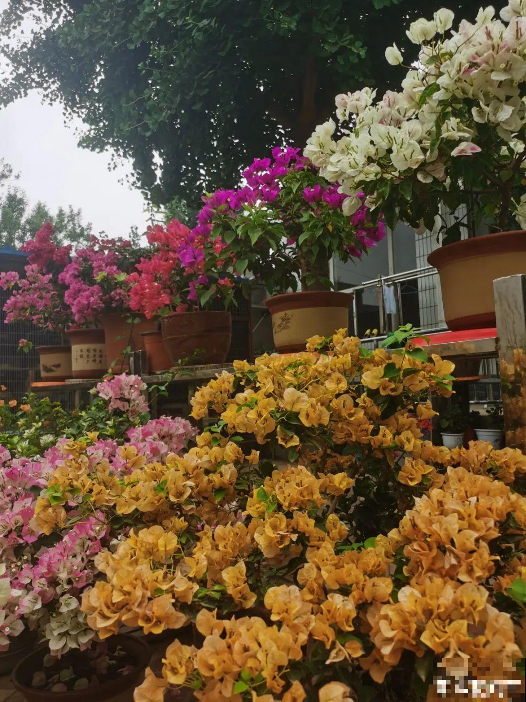 养花大神的爆花技巧，我给大家偷来了，赶紧学