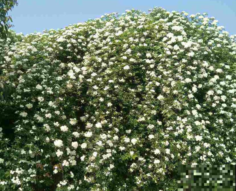 有个小院子可头疼了，新手不知种什么花，快来看看