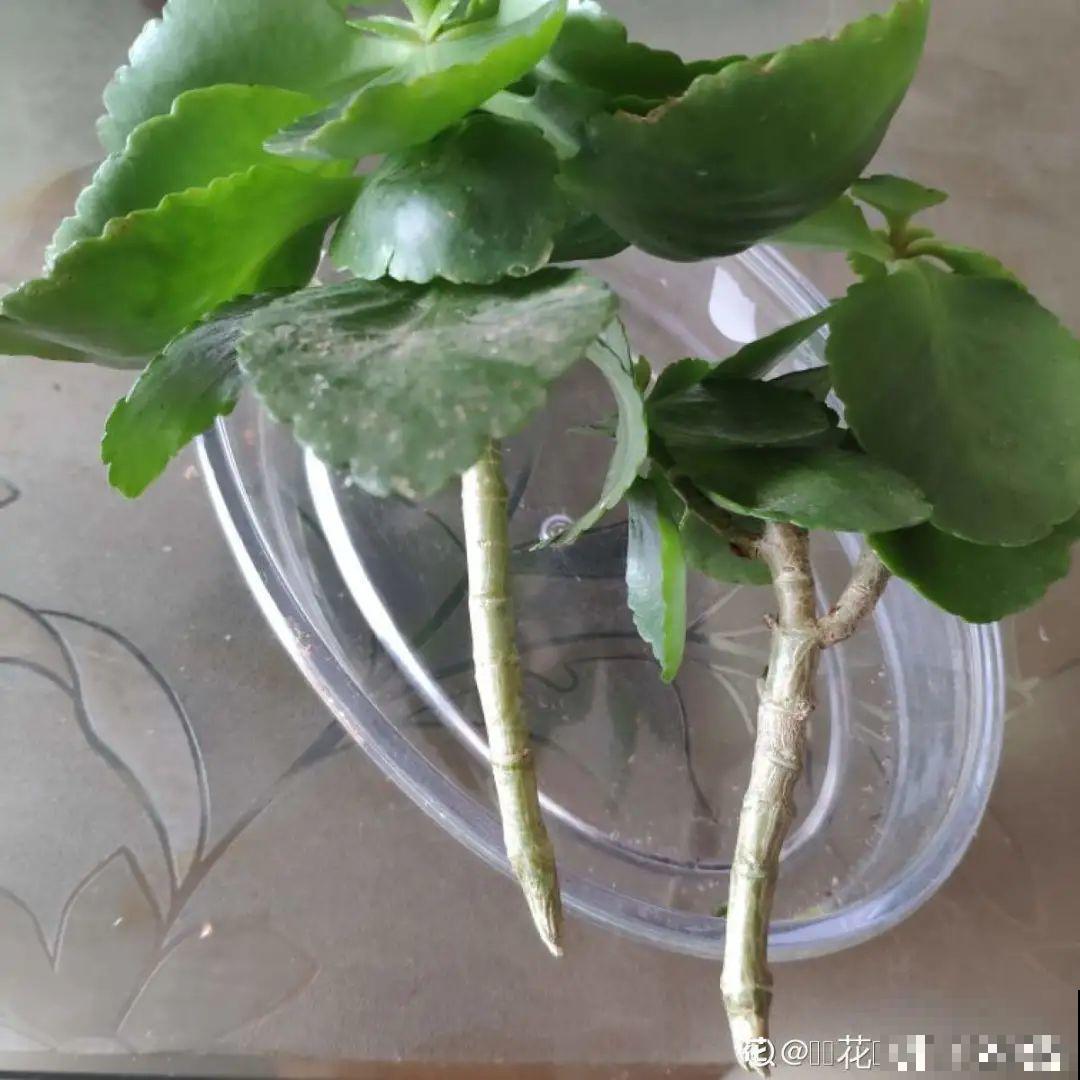 花杆子变黑，赶紧拔出来，立马换土