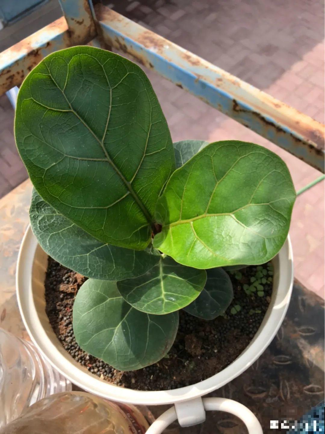 大叶子耐阴花，室内一定养，叶子比脸大，真凉快