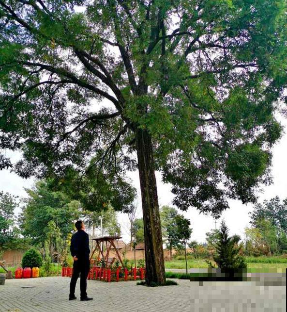 槐树好处多，但是很少有人种院里，究竟为啥？