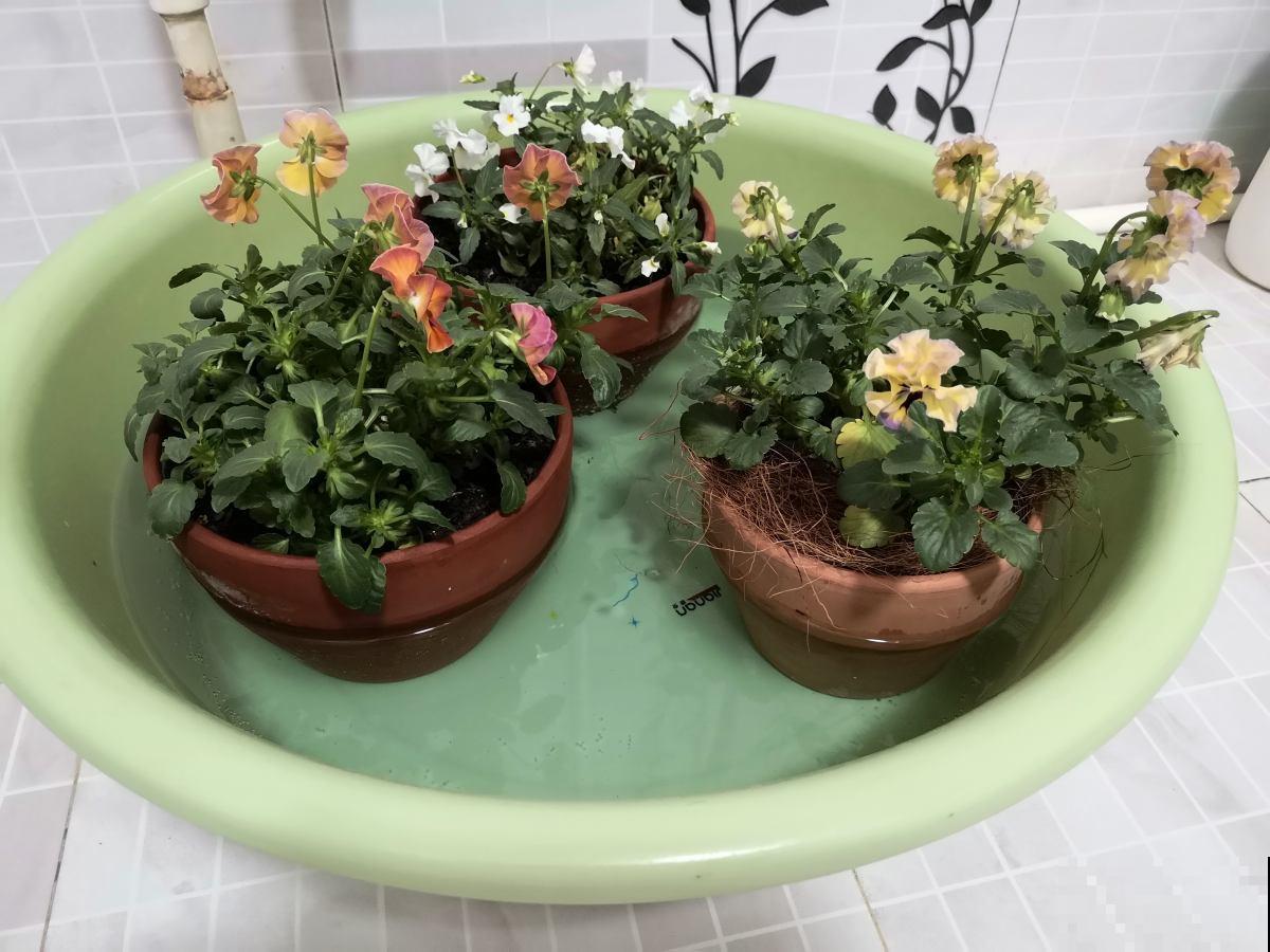 新手看过来，老手不要进！绿植浇水术语和方法，你能懂几个？