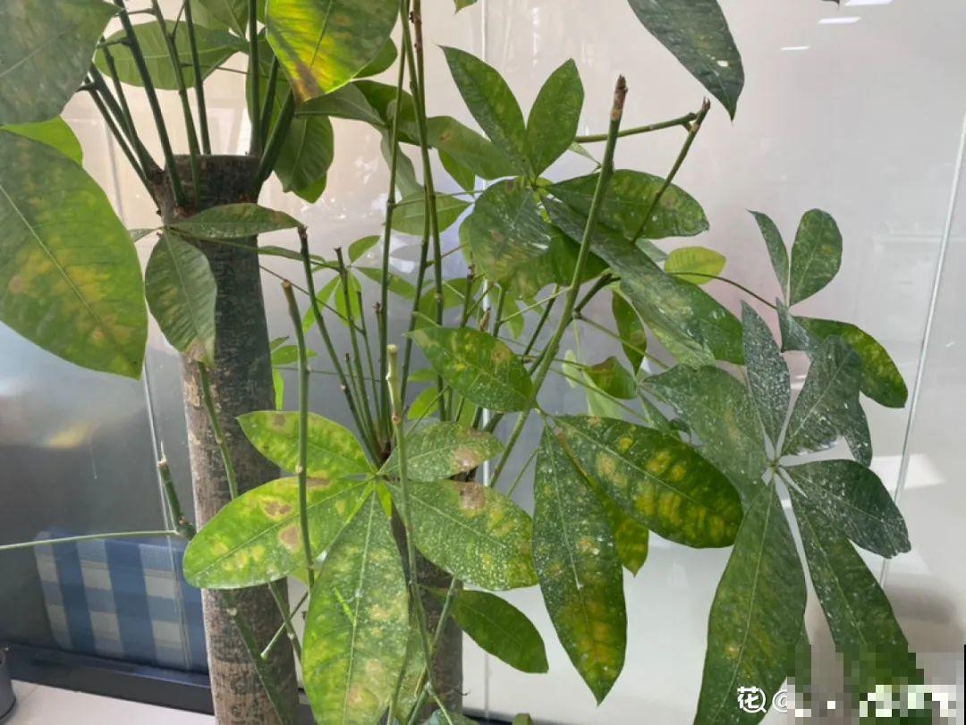 养花“黑名单”实在太难养，心累