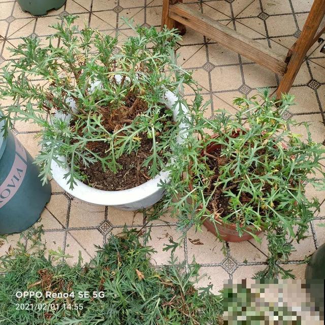 三伏天,8种花进入“鬼门关”,切莫大意 三伏天,8种花进入“鬼门关”,切莫大意