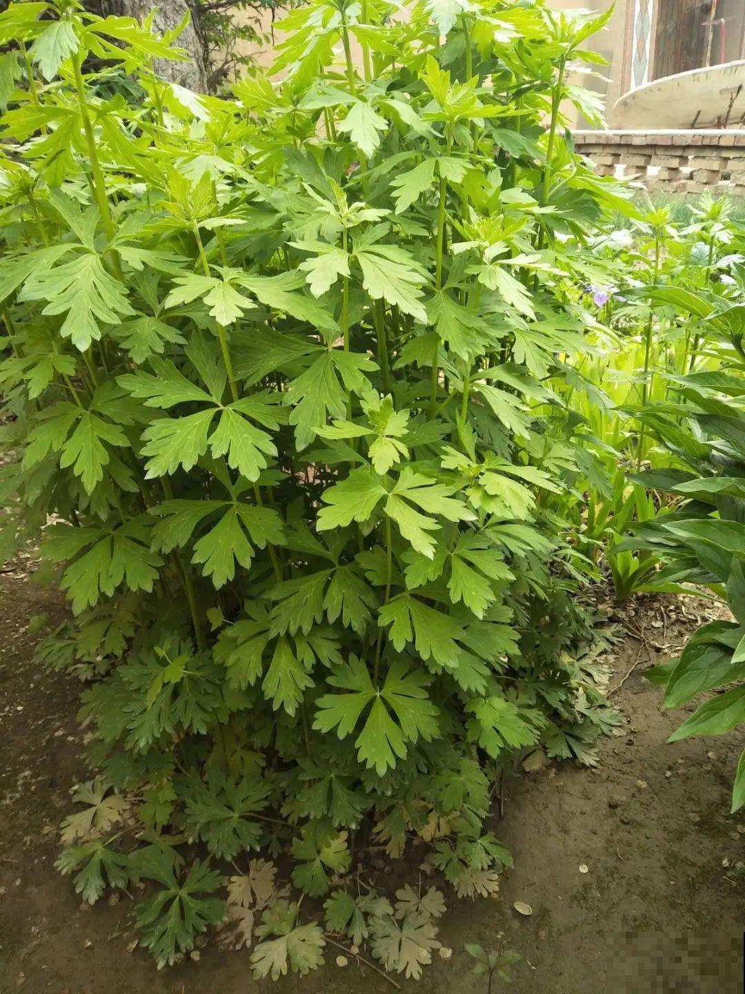 家门口长出这10种草,赶紧拔掉,不然会惹麻烦 家门口长出这10种草,赶紧拔掉,不然会惹麻烦